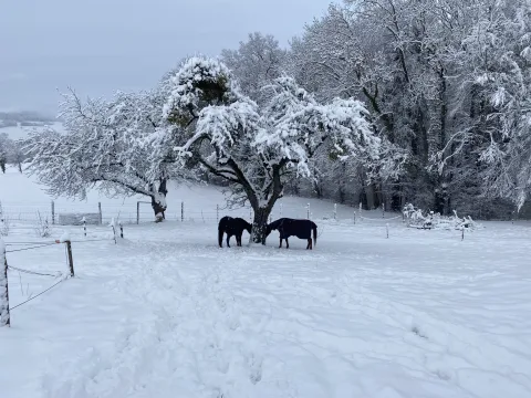 cheval mangeant du foin en hiver
